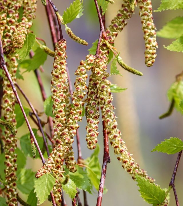 Allergergi, allergi behandling, KlinikAlfa, behandling